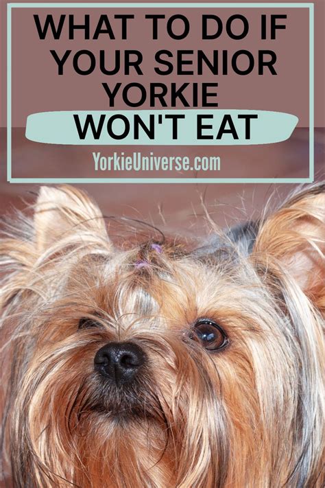 Why is my Yorkie refusing to eat