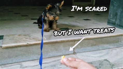 Why is my Yorkie scared of stairs