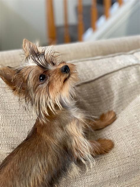 Why is my Yorkie scared of thunder