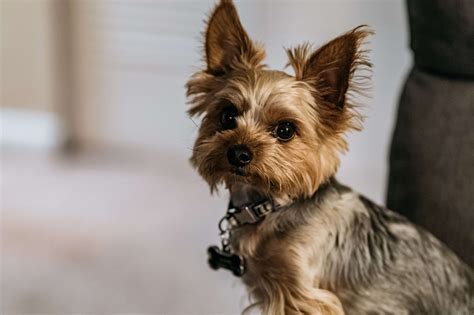 Why is my Yorkie scratching carpet