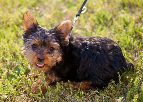 Why is my Yorkie scratching its back