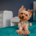 Why is my Yorkie scratching the floor