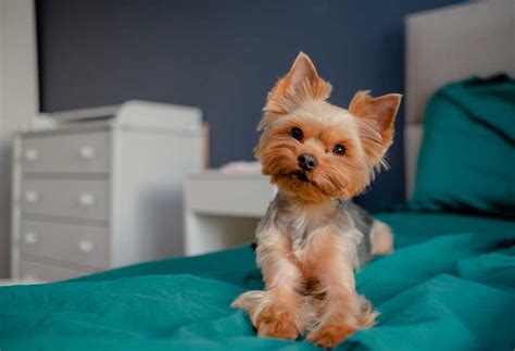 Why is my Yorkie scratching the floor