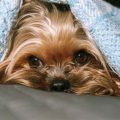 Why is my Yorkshire Terrier afraid of loud noises