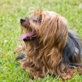 Yorkie Breed Varieties – Guide