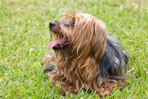 Yorkie Breed Varieties – Guide