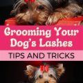 Yorkie Grooming Tips And Tricks