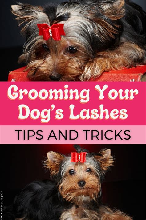 Yorkie Grooming Tips And Tricks