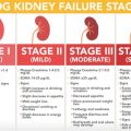 Yorkie Kidney Disease And Treatment Options