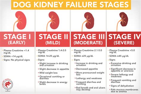 Yorkie Kidney Disease And Treatment Options