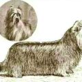 Yorkie Lineage History – Uncover Yorkie’S Ancestry