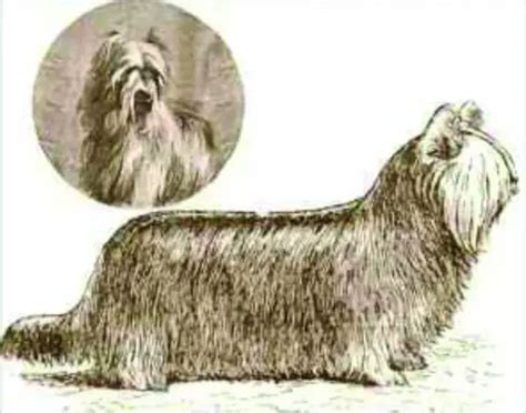 Yorkie Lineage History – Uncover Yorkie’S Ancestry