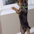 Yorkie Tail Docking – Pros And Cons