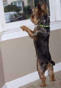 Yorkie Tail Docking – Pros And Cons