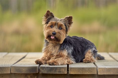 Yorkie Terrier Black And Unique Breed Traits