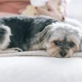 Yorkie Upset Stomach Symptoms And Causes