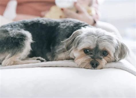 Yorkie Upset Stomach Symptoms And Causes