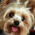 Yorkies Pictures And Adorable Yorkie Images