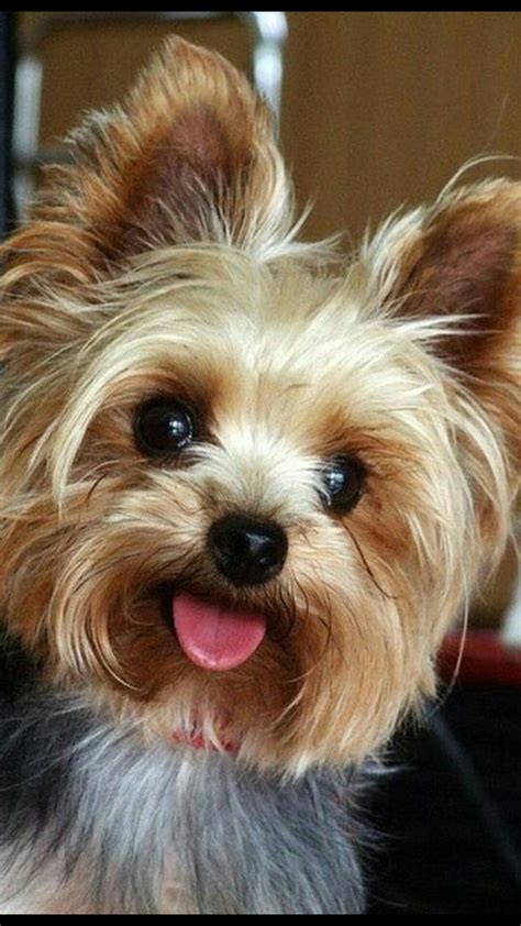 Yorkies Pictures And Adorable Yorkie Images