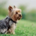 Yorkies Shedding Hair And Grooming Tips