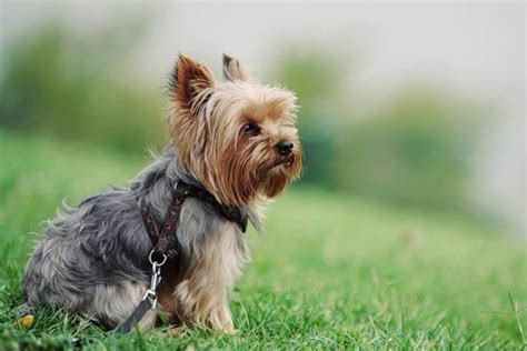 Yorkies Shedding Hair And Grooming Tips