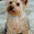 Yorkies Cuddly? Discover Their Temperament.