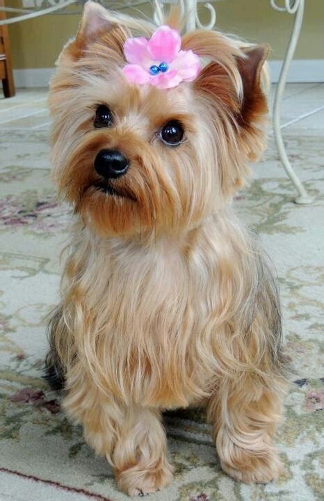 Yorkies Cuddly? Discover Their Temperament.