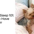 Yorkies Sleep Hours Daily And Their Habits