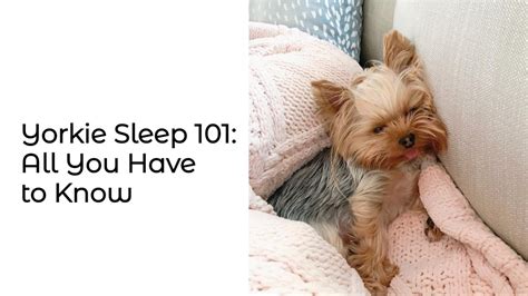 Yorkies Sleep Hours Daily And Their Habits