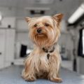 Yorkshire Terrier Breathing Issues And Solutions