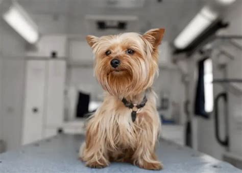 Yorkshire Terrier Breathing Issues And Solutions