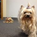 Yorkshire Terrier Jealousy Tips For Owners