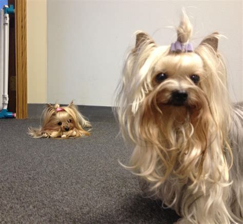 Yorkshire Terrier Jealousy Tips For Owners