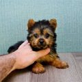 Yorkshire Terrier Life Expectancy