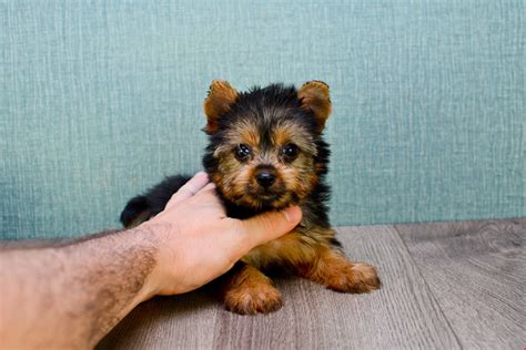 Yorkshire Terrier Life Expectancy