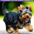 Yorkshire Terrier Life Stages And Care Guide