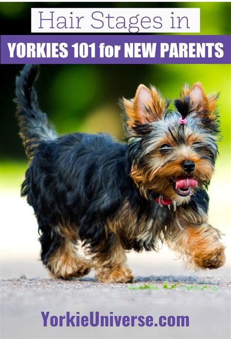 Yorkshire Terrier Life Stages And Care Guide