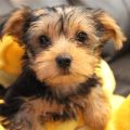 Yorkshire Terrier Mix Breeds: Care And Training