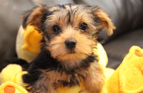 Yorkshire Terrier Mix Breeds: Care And Training