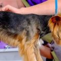 Yorkshire Terrier Skin Problems Symptoms And Treatments