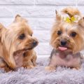 Yorkshire Terrier Toys And Best Toys For Yorkies