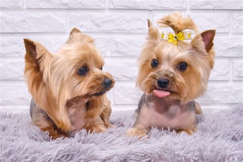 Yorkshire Terrier Toys And Best Toys For Yorkies