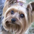 Yorkshire Terrier Ear Cleaning Tips