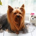 Yorkshire Terrier Lifespan And Care Tips