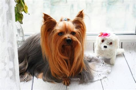 Yorkshire Terrier Lifespan And Care Tips