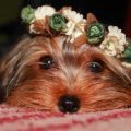 average lifespan of a Yorkie and care tips