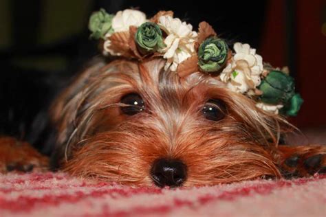 Average Lifespan Of A Yorkie And Care Tips