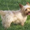 Blonde Yorkshire Terrier Puppy Care