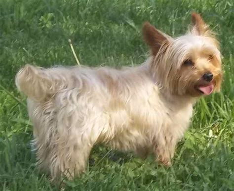 Blonde Yorkshire Terrier Puppy Care