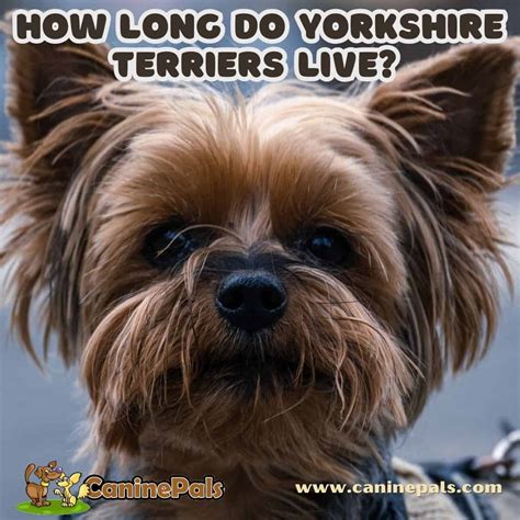 How Long Do Yorkie Terriers Live – Yorkie Lifespan Guide